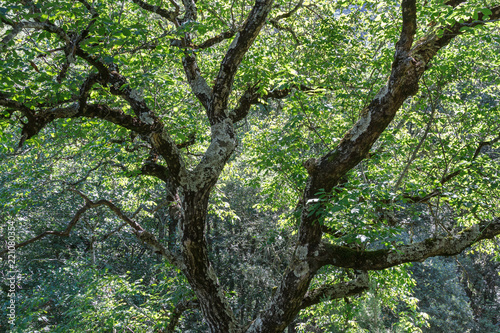 Juglans regia. Tronco y ramas de Nogal con l  quenes.