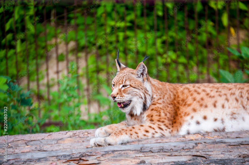 Fototapeta premium Lynx resting on a wooden bridge in the summer