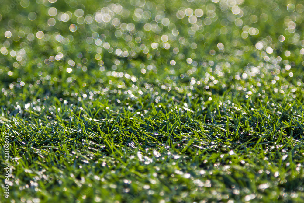 Close-up of green grass with bokeh Close-up of green grass with bokeh