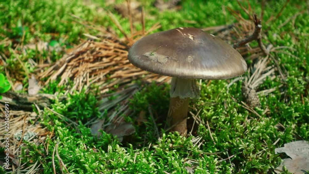 Bright green grass and forest mushroom in woodland. Close up mushroom with brown cap grow on moss. Beautiful environment with wildlife plants in park. Summertime nature scene. Forest harvest Bright green grass and forest mushroom in woodland. Close up mushroom with brown cap grow on moss. Beautiful environment with wildlife plants in park. Summertime nature scene. Forest harvest