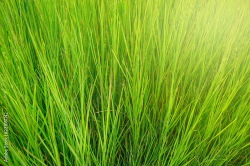 Green grass background with yellow sunlight on morning