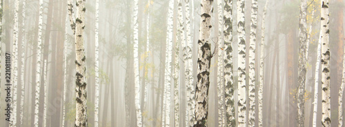 Fototapeta samoprzylepna Piękne brzozy w gaju brzozowym