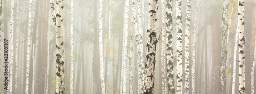 Obraz Piękne brzozy w gaju brzozowym