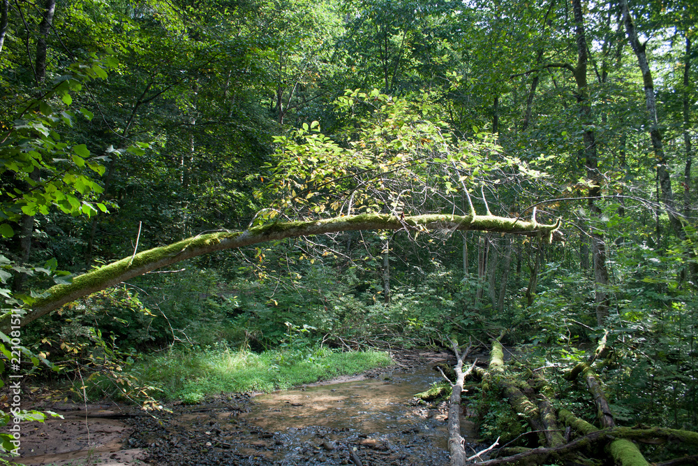 Obraz premium small stream current in wild green forest in Gauja National Park