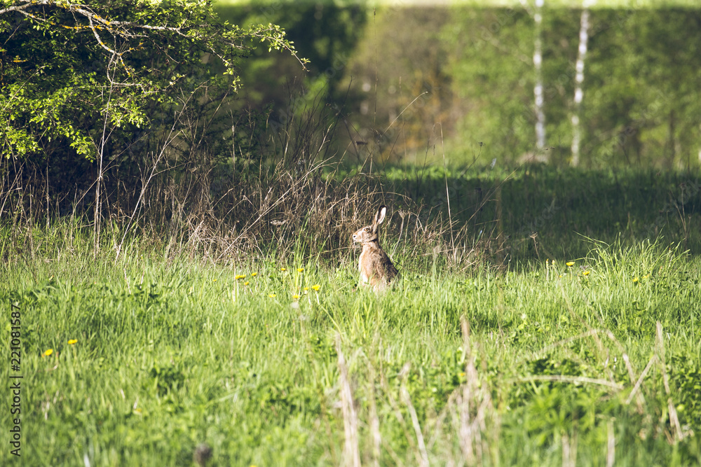 Wild European Hare Lepus Europaeus On Green Background.