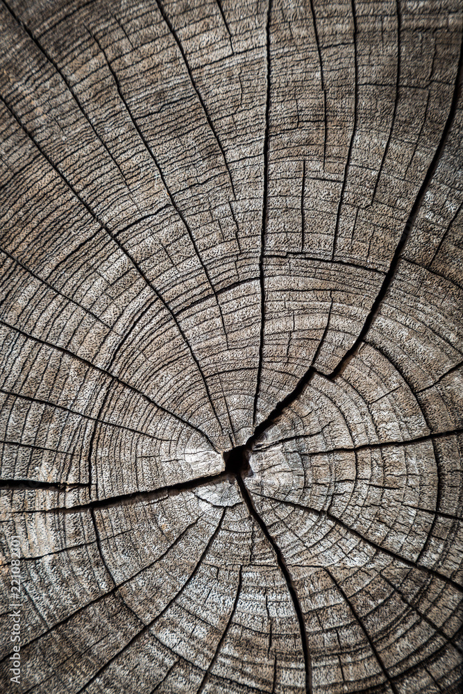 Fototapeta premium Old wood texture with natural patterns