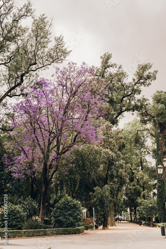 Pink tree in Sevilla