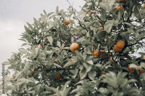 Oranges in tree.