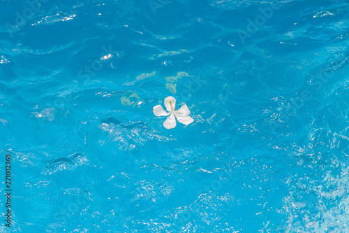 White flowers in the pool blue