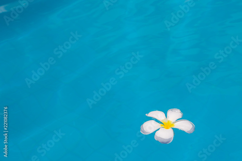 White flowers in the pool blue © pandaclub23