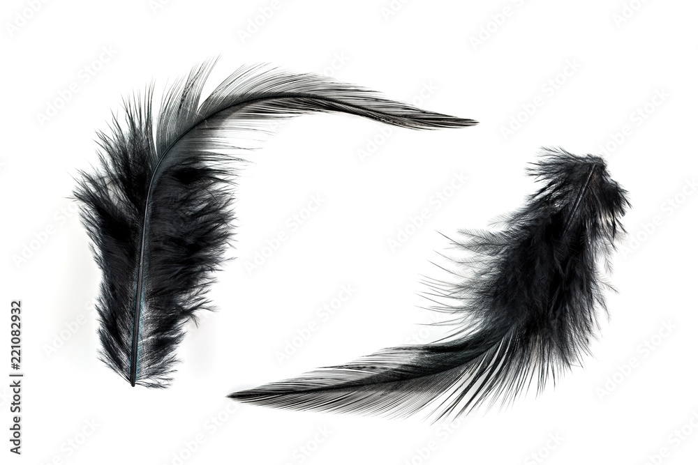 Close-up of Black feather isolated Close-up of Black feather isolated