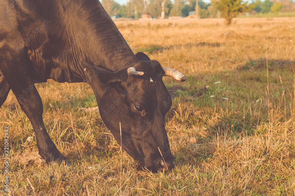 Pasture for cows. Cattle. Sunrise in the field Pasture for cows. Cattle. Sunrise in the field
