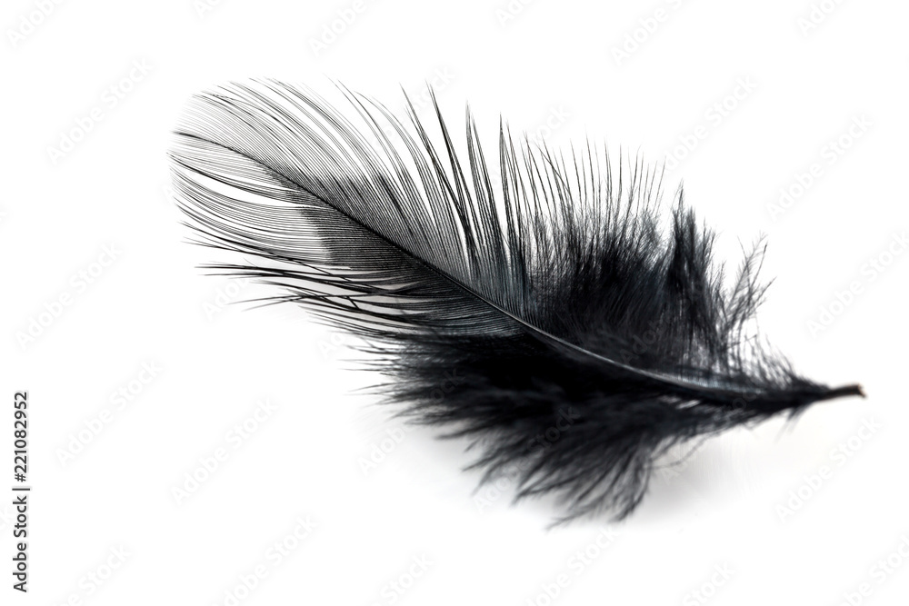 Close-up of Black feather isolated