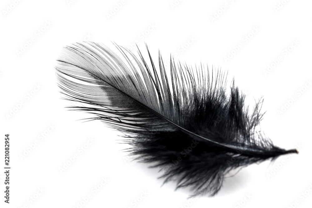 Close-up of Black feather isolated