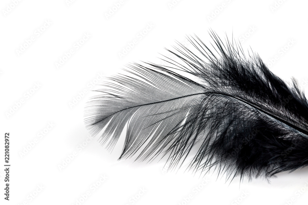 Close-up of Black feather isolated Close-up of Black feather isolated