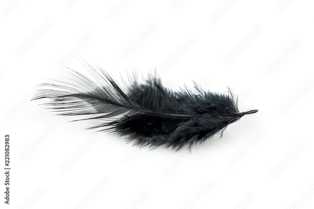 Close-up of Black feather isolated Close-up of Black feather isolated