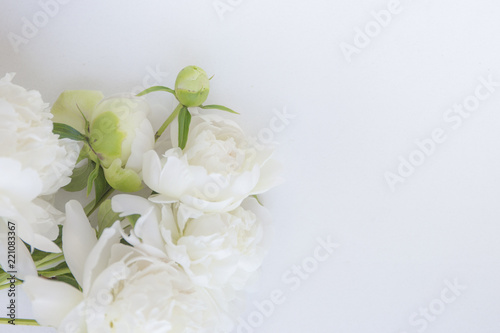 White peonies on white background. © anya babii