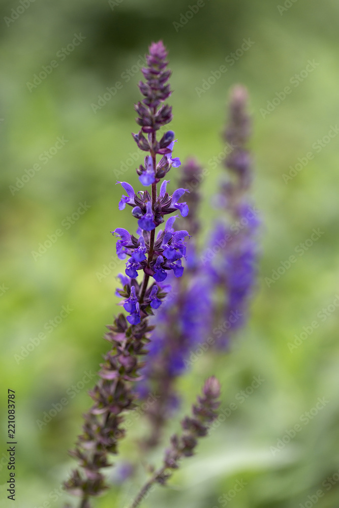 Woodland sage (Salvia nemorosa), flowering Woodland sage (Salvia nemorosa), flowering