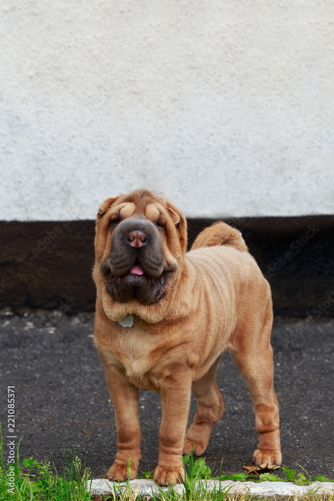 Obraz premium Shar Pei dog