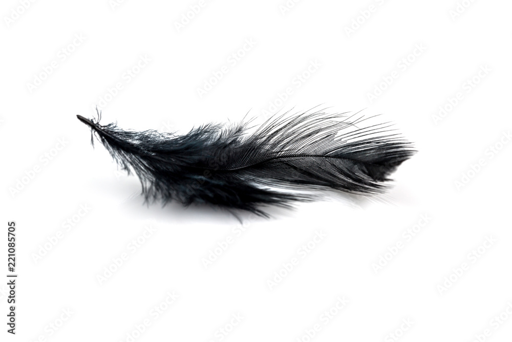 Close-up of Black feather isolated on white Close-up of Black feather isolated on white