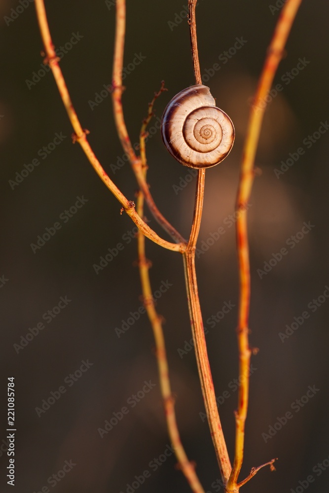Small slug on dry grass at dusk- closeup Small slug on dry grass at dusk- closeup