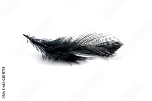 Close-up of Black feather isolated on white