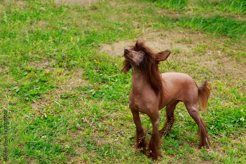 Dog breed Chinese Crested