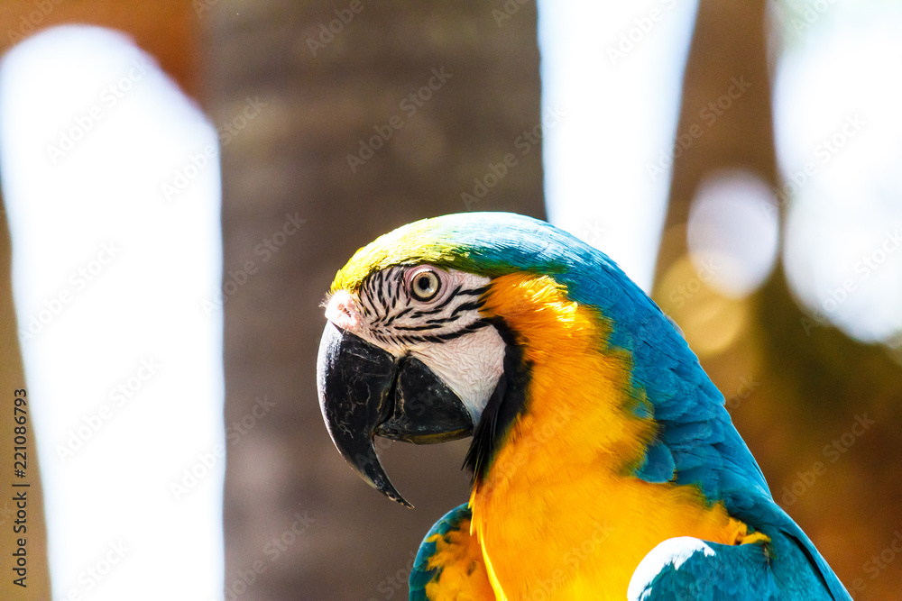 Obraz premium Macaw parrot with blue color.