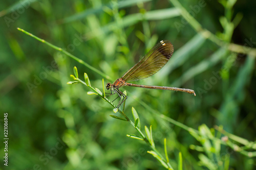 libellule sur fond vert sur sa branche