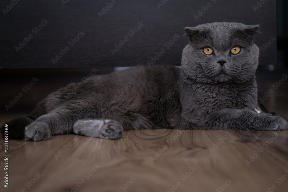 Scottish Fold Cat Looking at the Camera Lying on His Side