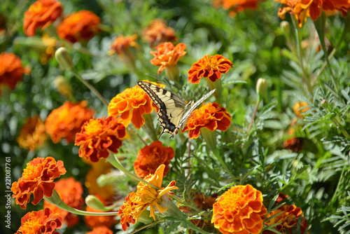 butterfly on flowers