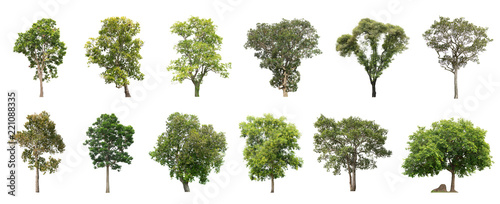 Collection of beautiful Isolated trees on white background.