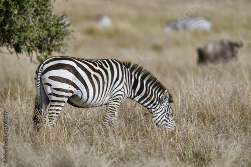 herd of zebra