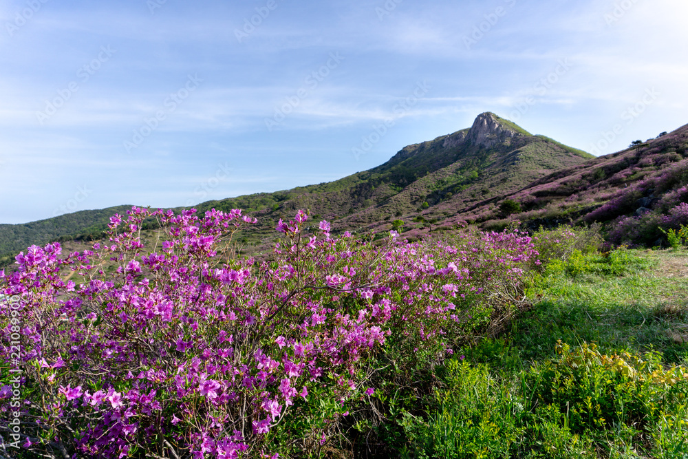 Pink royal azalea flower or cheoljjuk in Korea language bloom around the hillside in Hwangmaesan Country Park, South Korea