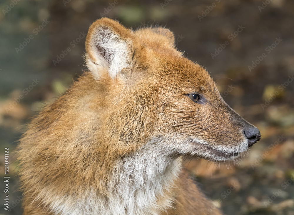 Fototapeta premium Close up view of a Dhole (Cuon alpinus)