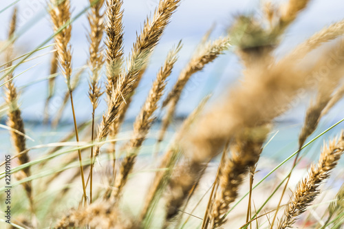 Textue de blé dans les dunes de l'océan pacifique
