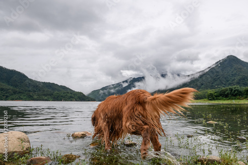 Golden retriever playing by the lake