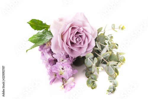 Purple rose flower and green leaves