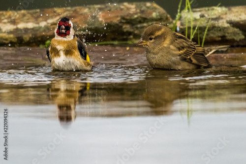 Obraz na płótnie European goldfinch (Carduelis carduelis) bathing, summertime, hot, water drops