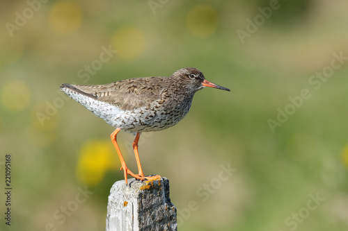 Common redshank Tringa totanus on a pole photo