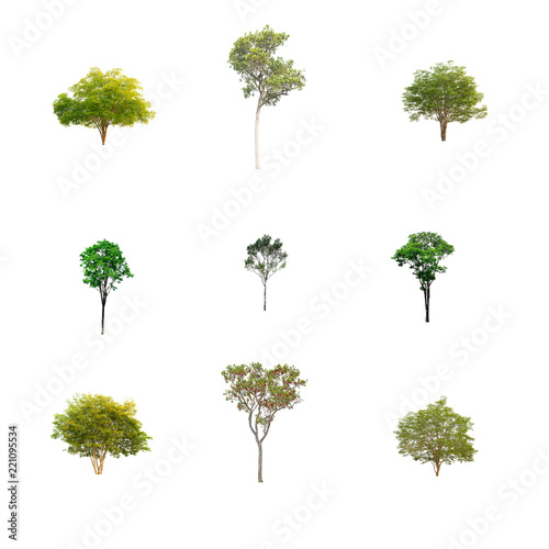 Green Tree at isolated on white background .The collection of trees.