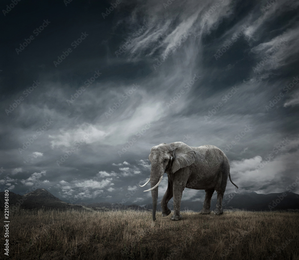 Fototapeta premium Elephant with trunks and big ears outdoor under sunlight.