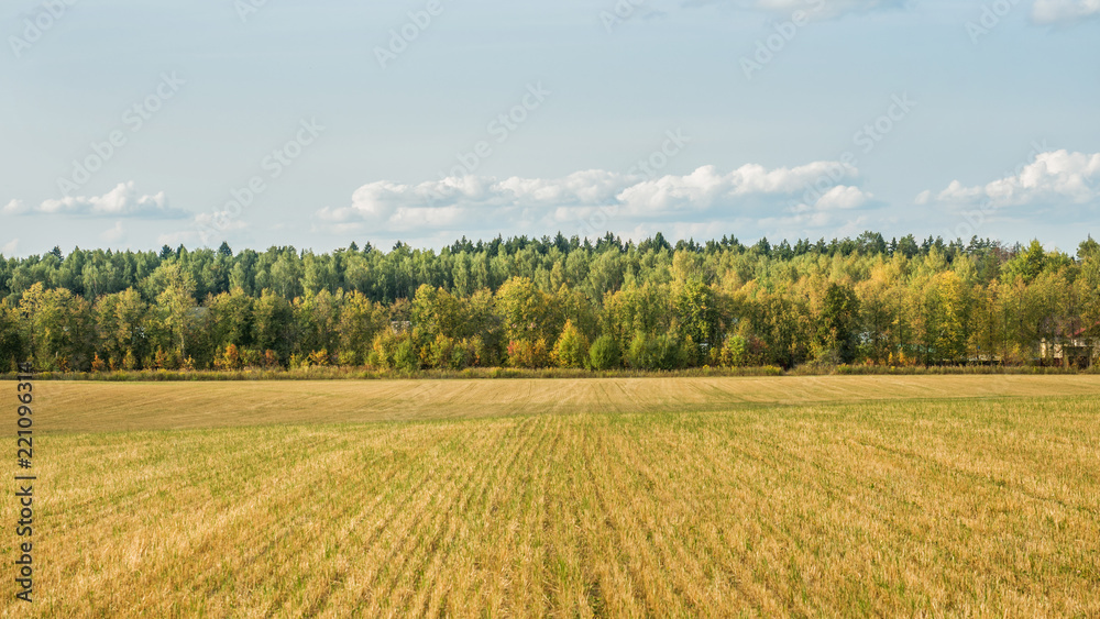 Autumn field with trees, sky with clouds. A clear and serene day.