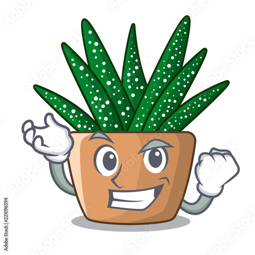 Successful character small zebra cactus plant on pot