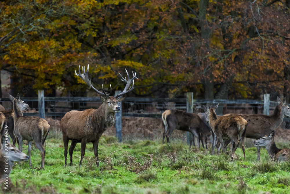 Red Deer in Richmond Park, London. This free to enter park is a national nature reserve with around 600 red and fallow deer that have roamed freely since 1637. Red Deer in Richmond Park, London. This free to enter park is a national nature reserve with around 600 red and fallow deer that have roamed freely since 1637.