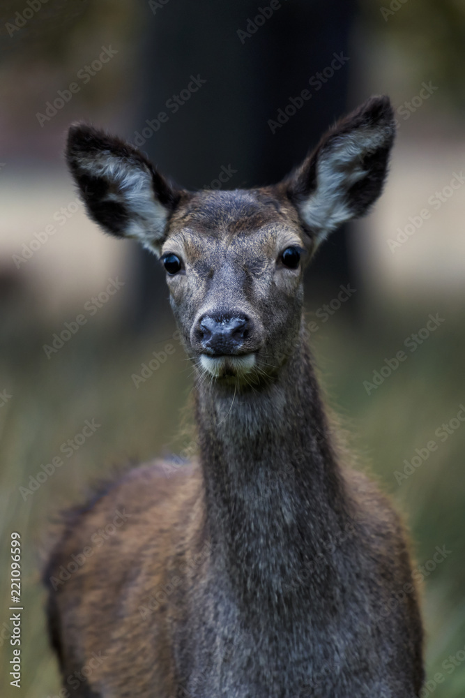 Red Deer in Richmond Park, London. This free to enter park is a national nature reserve with around 600 red and fallow deer that have roamed freely since 1637. Red Deer in Richmond Park, London. This free to enter park is a national nature reserve with around 600 red and fallow deer that have roamed freely since 1637.