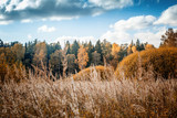 Bright autumn forest, sun glare, a change of seasons, a beautiful landscape