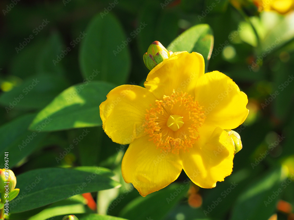 Flower in the bright sunset, tutsan. Yellow flower St. John's wort shrub Hidcote, Hypericum patulum Hidcote
