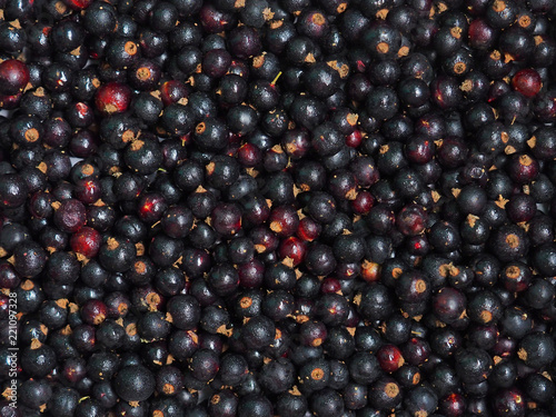 Fresh sweet blackcurrant background covered with tiny drops of water condensate. Ribes nigrum. Close-up blackcurrant texture  surface