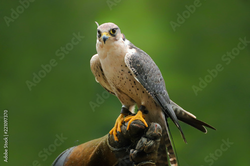 Fototapeta Naklejka Na Ścianę i Meble -  Migrant falcon sitting on falconic gloves